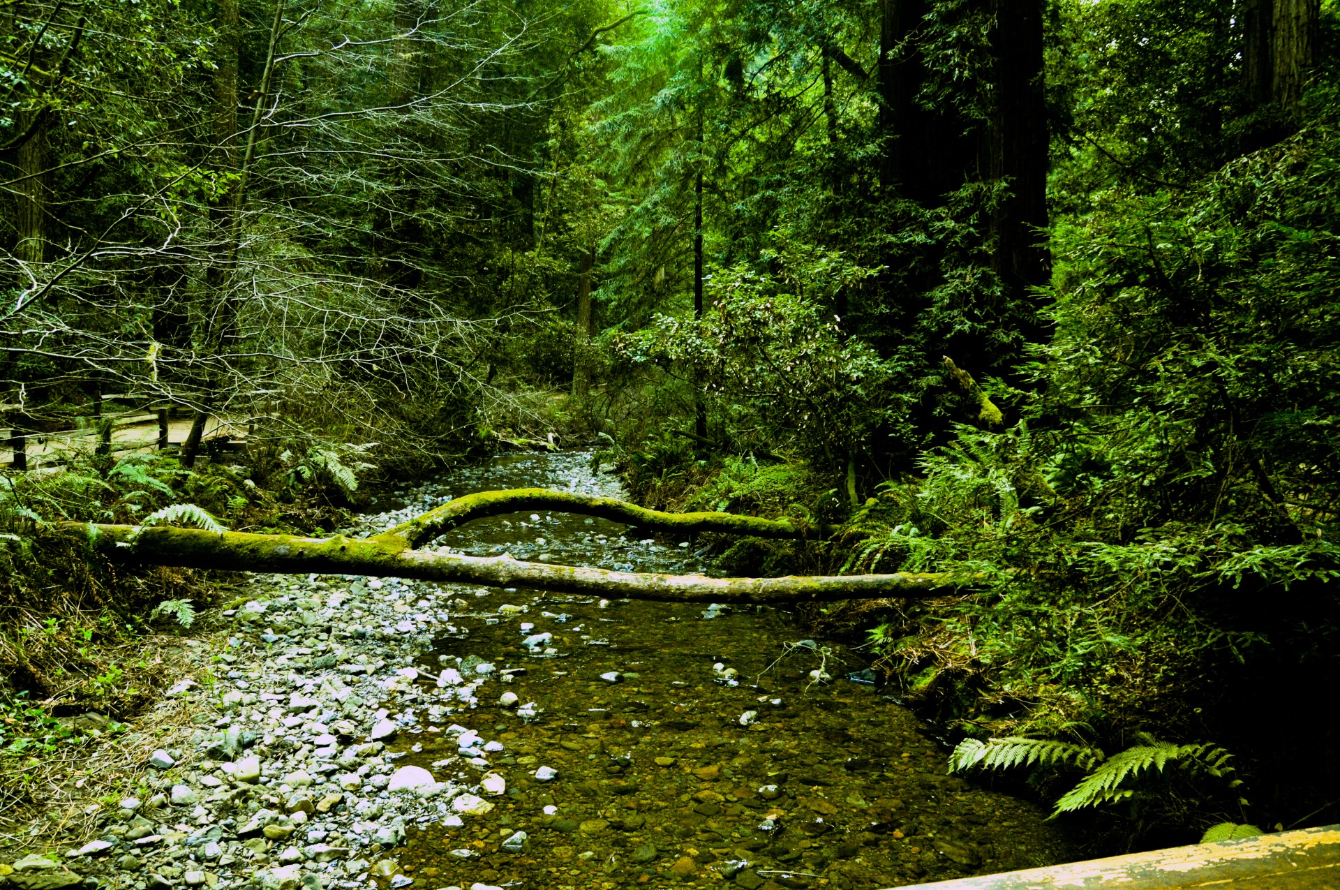 Muiras & Nbsp,  Miškai,  Redwoods,  Kalifornija,  Sodrus,  Augalas,  Miškas,  Srautas,  Seklus,  Akmenys