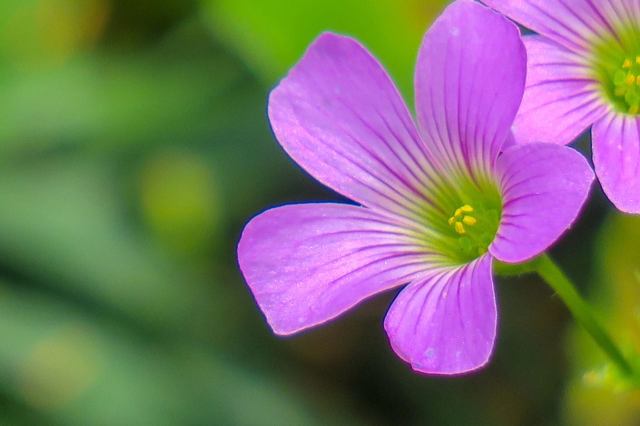 Shamrock,  Honkongas,  Dobilai,  Laukinių Gėlių,  Laukinių,  Pobūdį,  Augalų,  Gėlė,  Lapų,  Lauko