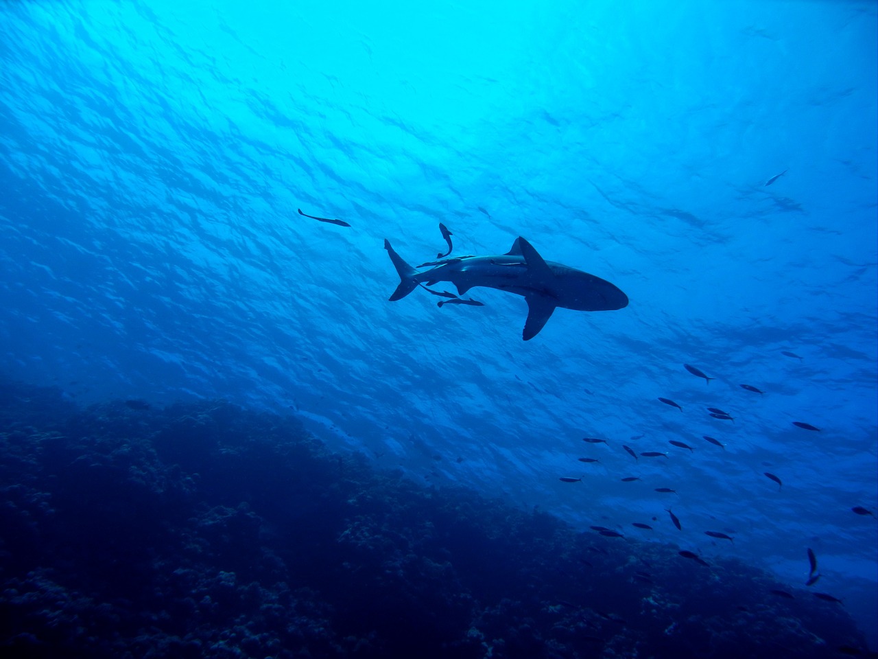 Ryklys, Didysis Barjerinis Rifas, Povandeninis, Rifas, Jūra, Žuvis, Atogrąžų, Jūrų, Scuba, Australia