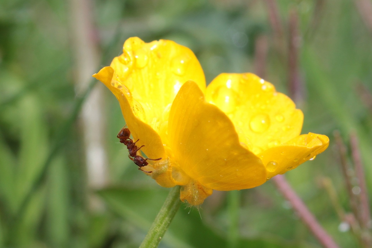 Aštrias Buttercup, Ranunculus Acris, Buttercup, Aštraus Gėlė, Gėlės, Bühen, Šlapias, Liūtys, Ant, Raudonas Sodas Ant