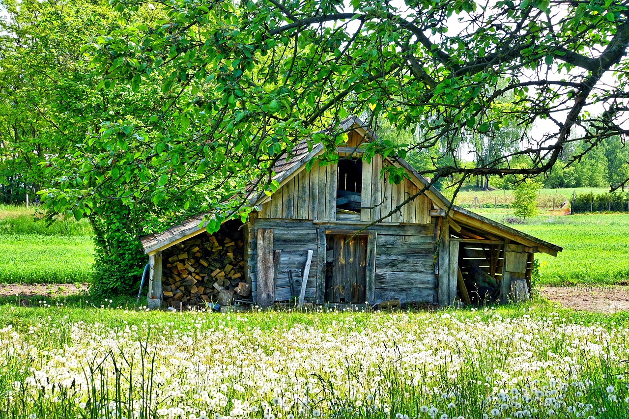 Shed, Kaimas, Ūkis, Laukinės Vasaros Spalvos, Medinis, Gamta, Kaimas, Lauke, Pieva, Pastatas