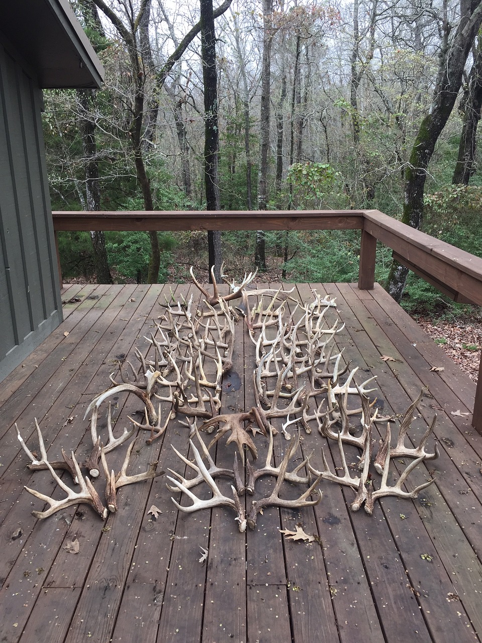 Sled Ragas, Elnias, Shed, Buck, Antler, Whitetail, Medžioklė, Lauke, Medžioti, Miškai