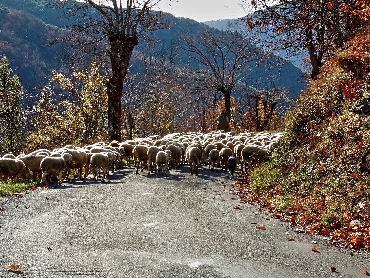 Avys, Berger, Bandas, Cévennes, Nemokamos Nuotraukos,  Nemokama Licenzija