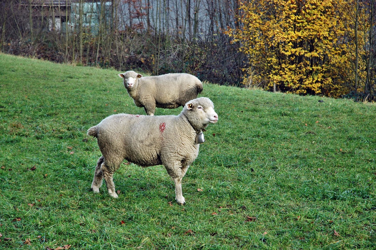 Avys, Ganykla, Gyvuliai, Ganyti, Nemokamos Nuotraukos,  Nemokama Licenzija