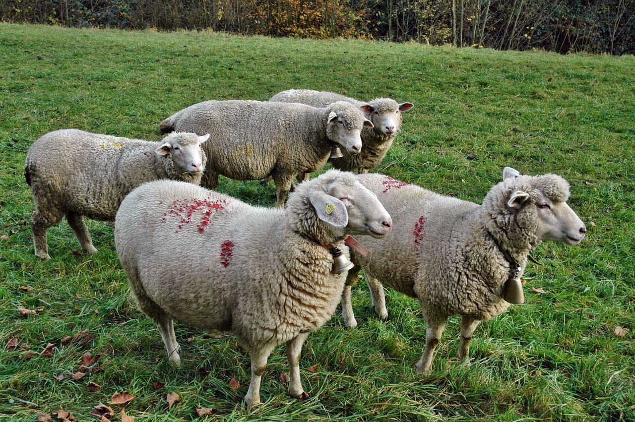 Avys, Avių Pulkas, Ganykla, Nemokamos Nuotraukos,  Nemokama Licenzija