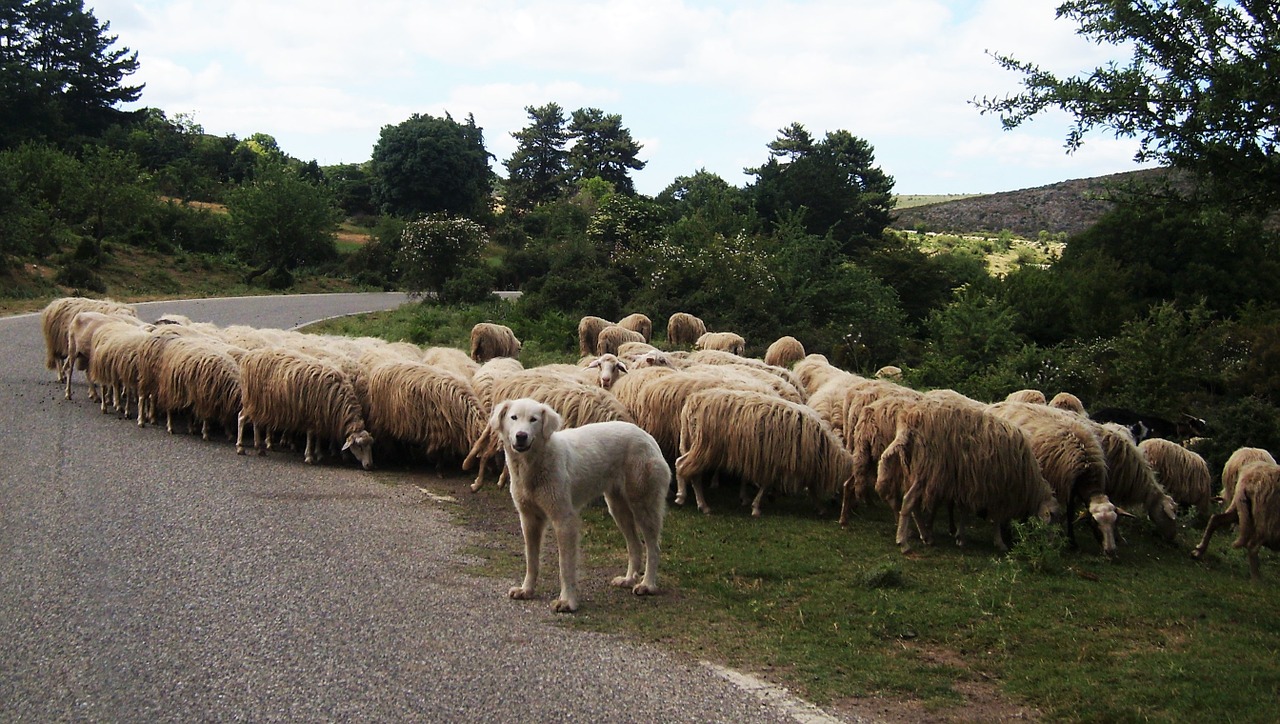 Avys, Šuo, Pervarytoji Gyvulininkystė, Italy, Sardinija, Gyvuliai, Kelyje, Nemokamos Nuotraukos,  Nemokama Licenzija