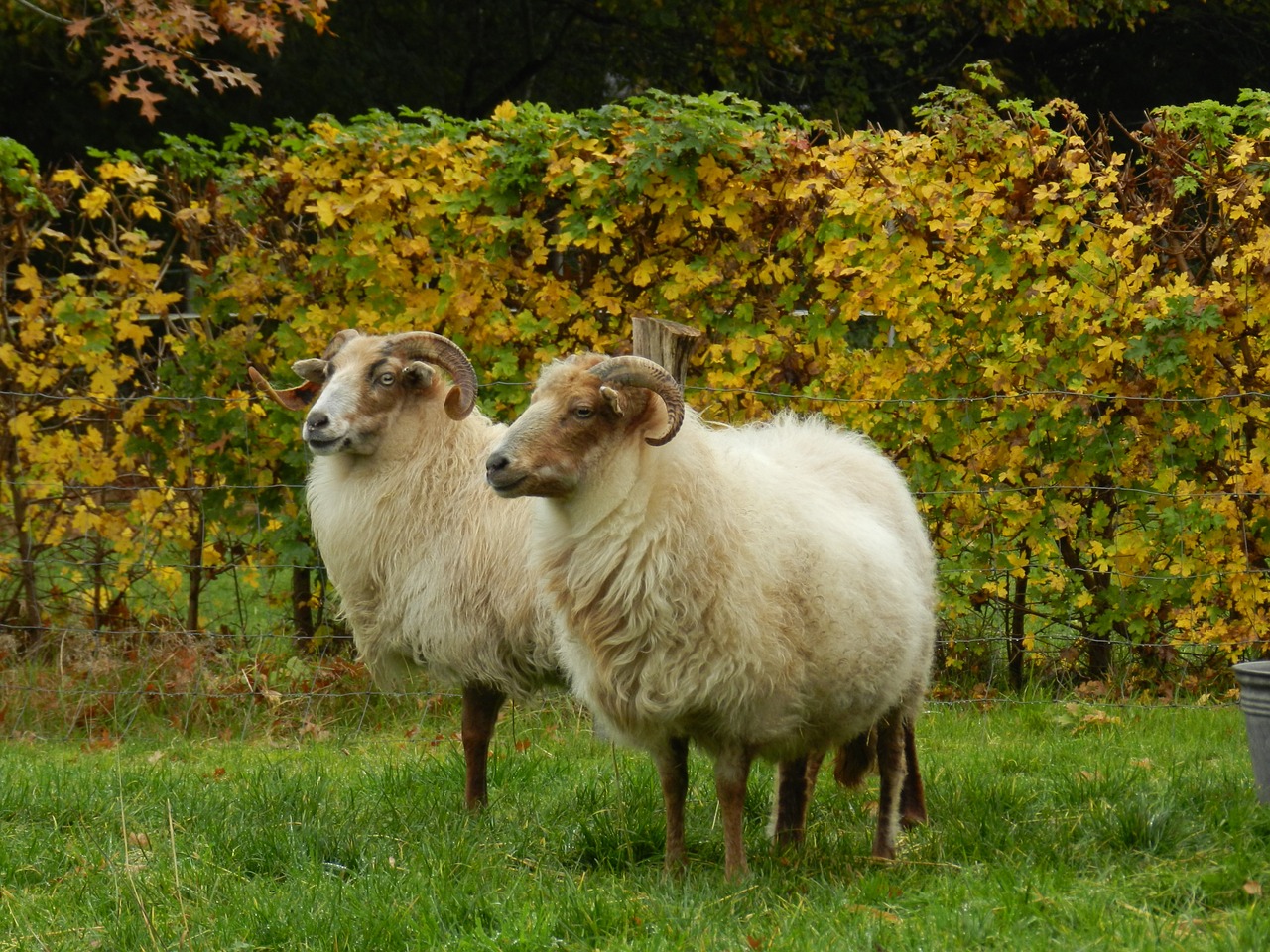 Avys, Virėjo S, Drenthe Heath Sheep, Nemokamos Nuotraukos,  Nemokama Licenzija
