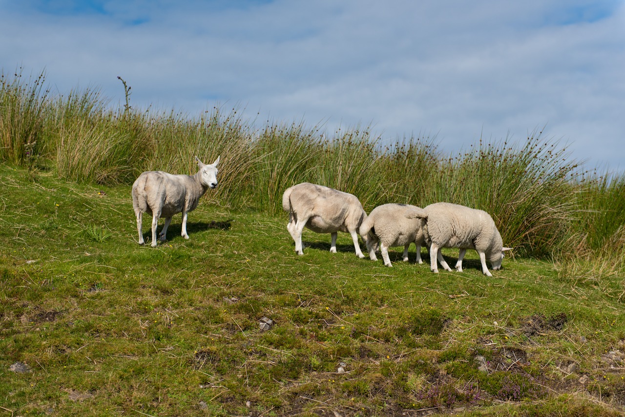 Avys, Flock, Žolė, Žalias, Pieva, Gamta, Ėriena, Galvijai, Laukas, Gyvūnas