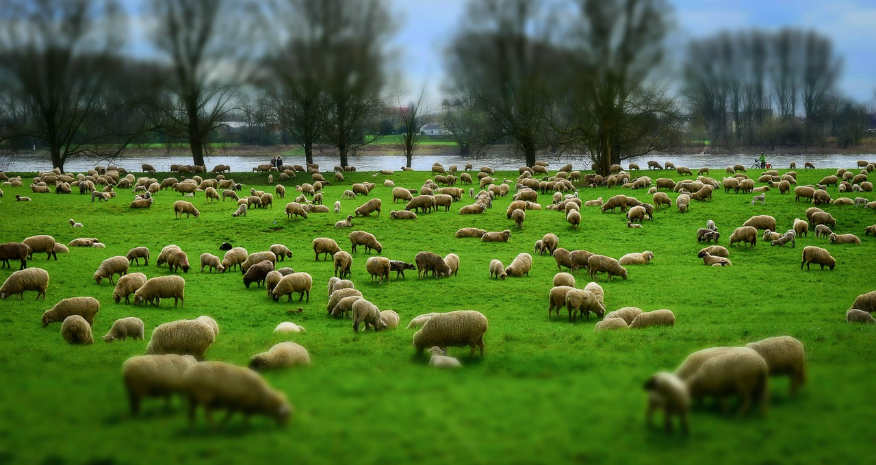 Avys, Flock, Avių Pulkas, Vilnos, Skrybėlės, Ganykla, Schäfchen, Schäfer, Pieva, Ėriukai