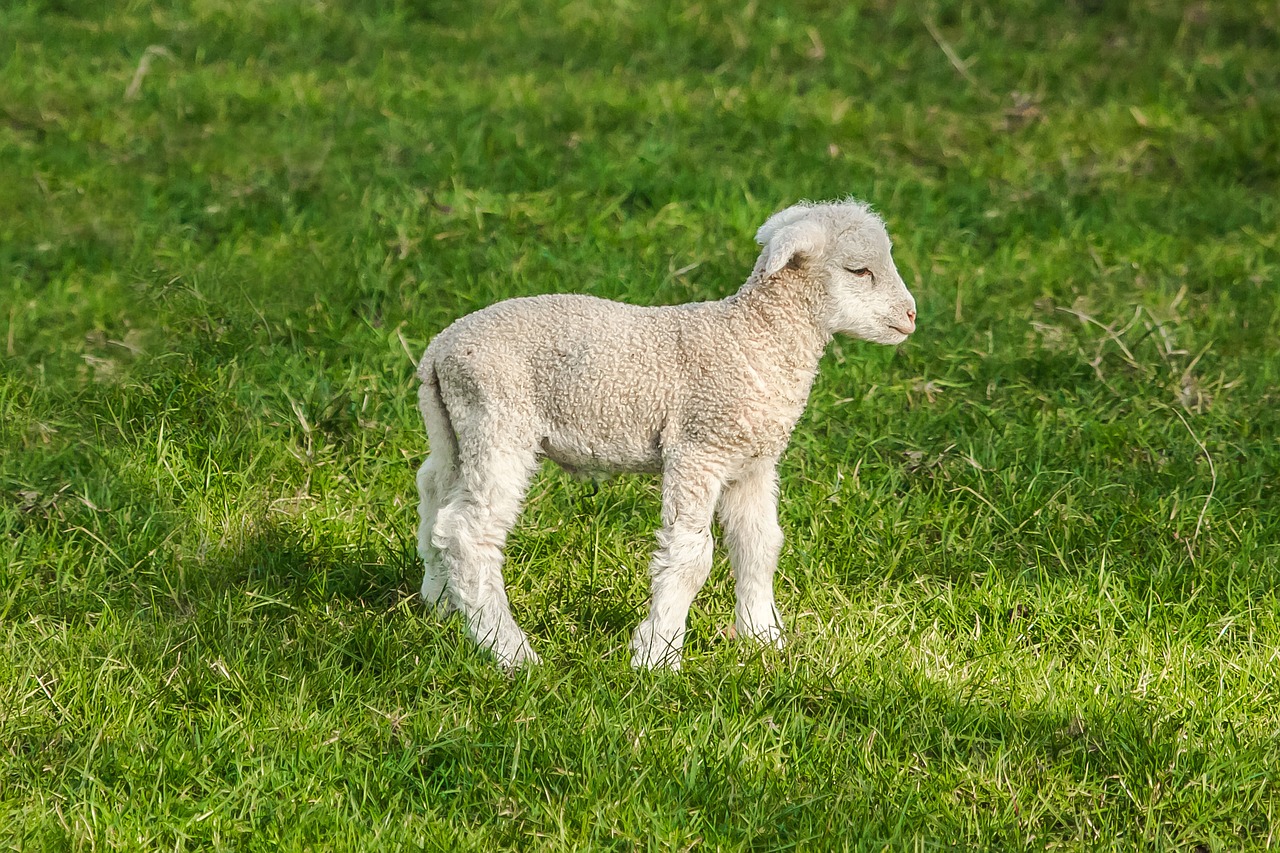 Avys, Viščiukas, Ūkis, Pavasaris, Gamta, Nemokamos Nuotraukos,  Nemokama Licenzija