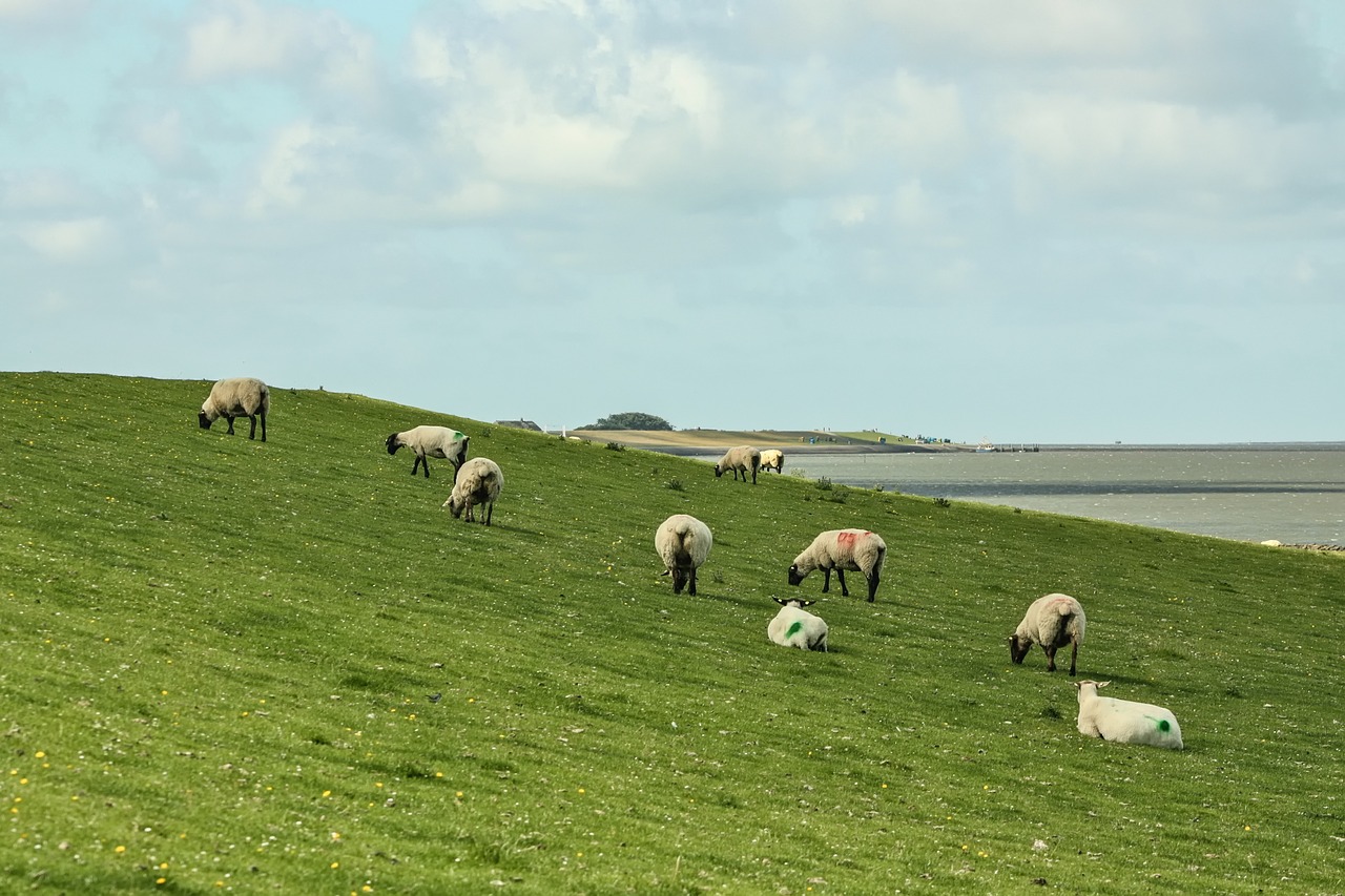 Avys, Dainos Avys, Dike, Pellworm, Sala, Šiaurės Jūra, Wadden Jūra, Juodoji Avinė Mėsa, Nemokamos Nuotraukos,  Nemokama Licenzija