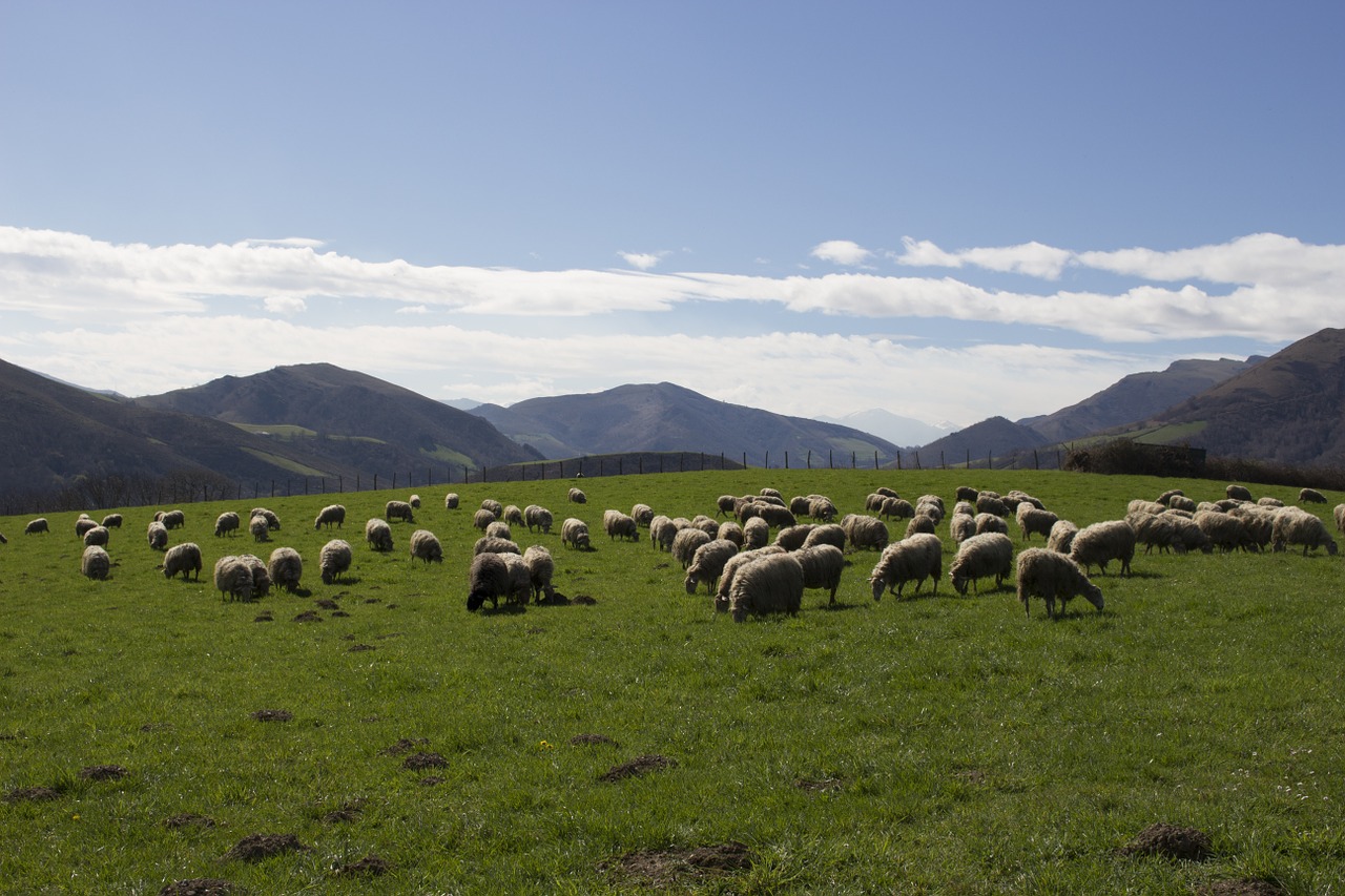 Avys, Baskų Kraštas, Kalnas, Nemokamos Nuotraukos,  Nemokama Licenzija