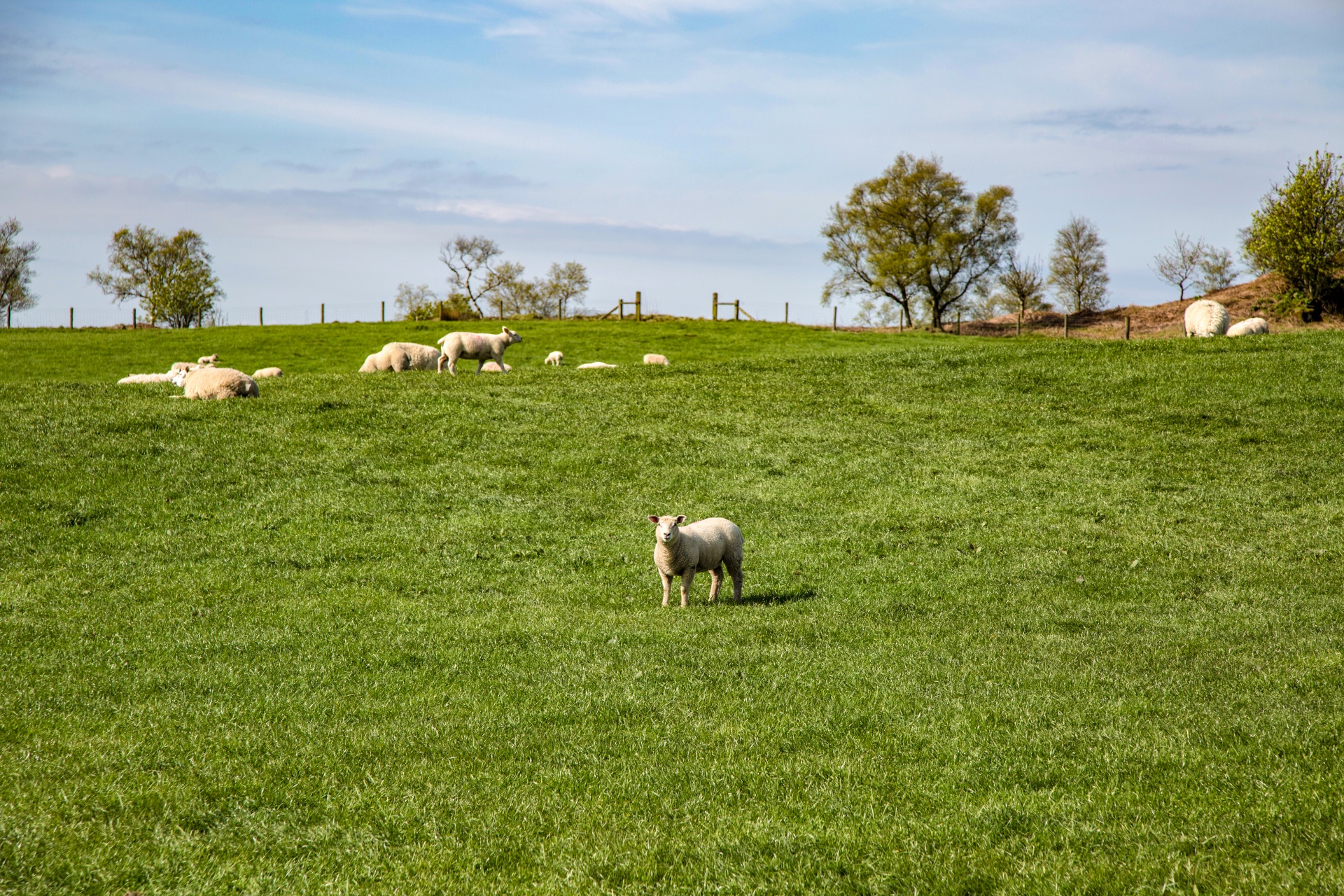 Farming group. Гостилицы ферма овец. Ферма овец овцы фермерство. Овечки на ферме. Поле с овцами.