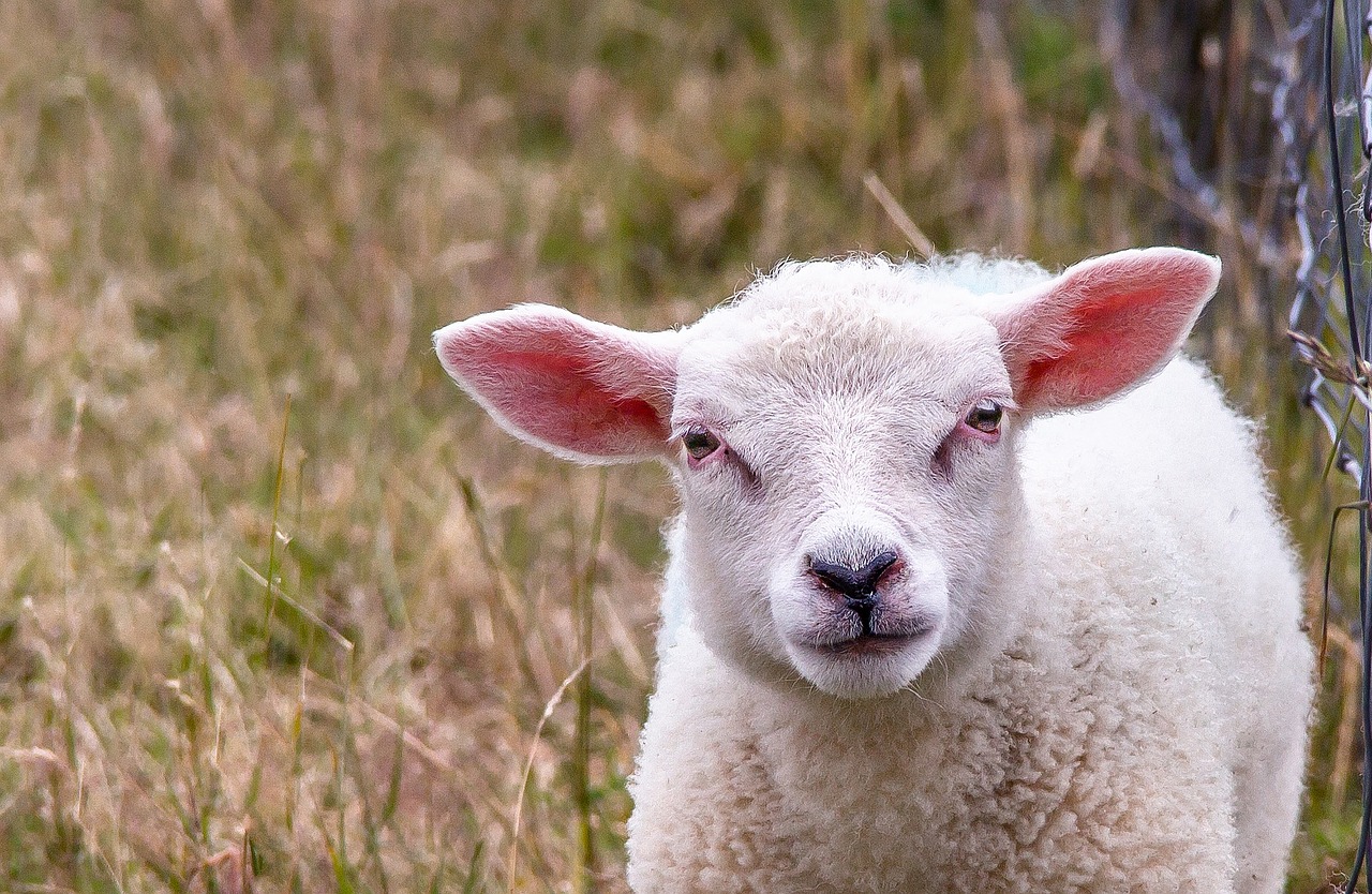 Avys, Gyvūnas, Flock, Vilnos, Avių Vilnos, Minkštas, Kaimas, Žinduolis, Kraštovaizdis, Ūkis