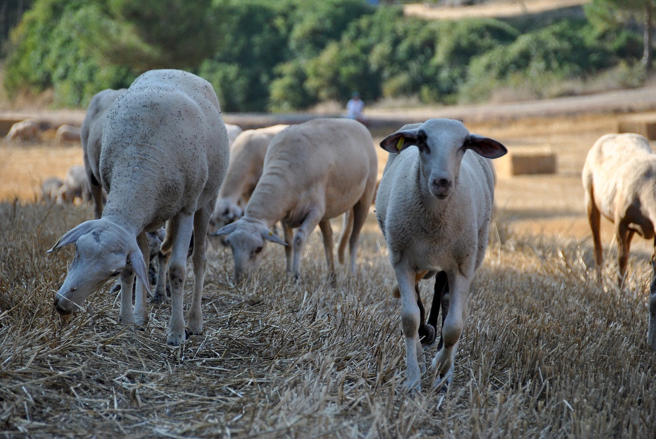 Avys, Ožka, Gamta, Flock, Ūkis, Gyvūnas, Fermos Gyvūnas, Vilnos, Ėriena, Vaikas