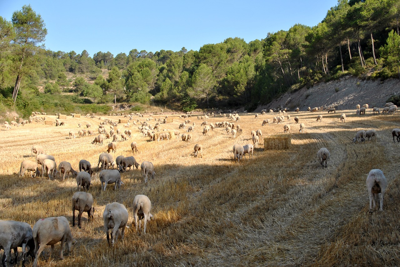 Avys, Ožka, Gamta, Flock, Ūkis, Gyvūnas, Fermos Gyvūnas, Vilnos, Ėriena, Vaikas