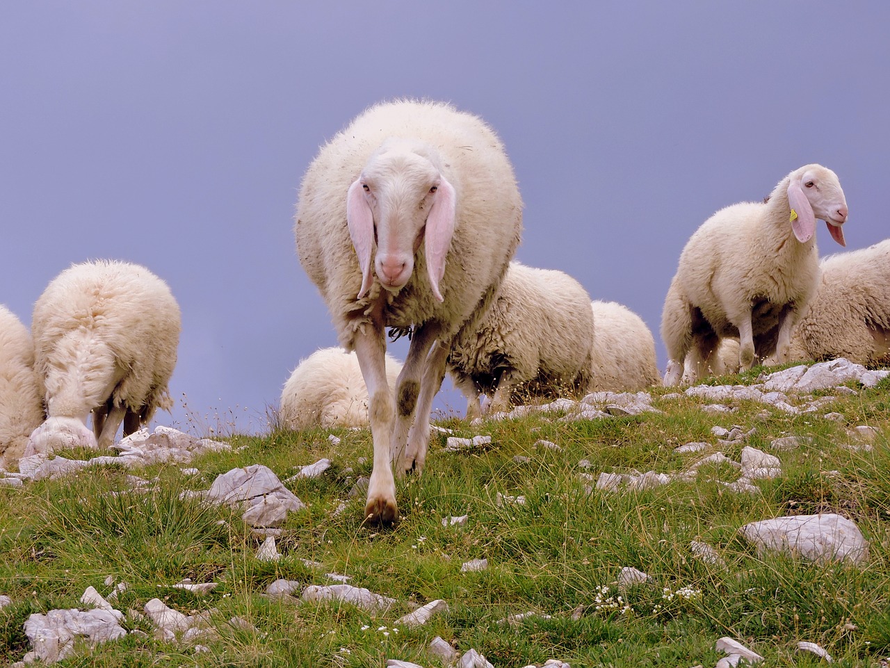 Avys, Flock, Gyvūnas, Kalnas, Žolė, Susitikimas, Nemokamos Nuotraukos,  Nemokama Licenzija