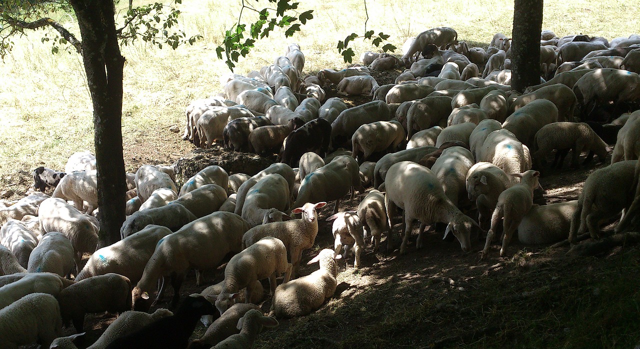 Avys, Šviesa, Pietūs, Šešėlis, Karštas, Oras, Ganykla, Nemokamos Nuotraukos,  Nemokama Licenzija