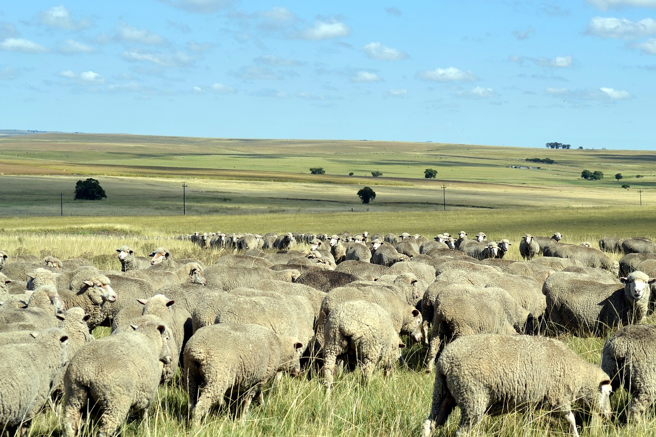 Avys, Kaimas, Flock, Ganymas, Nemokamos Nuotraukos,  Nemokama Licenzija