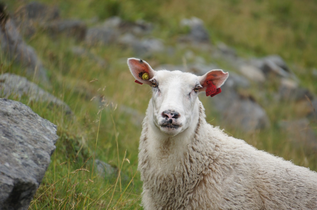 Avys, Norvegija, Gyvulininkystė, Vilnos, Nemokamos Nuotraukos,  Nemokama Licenzija