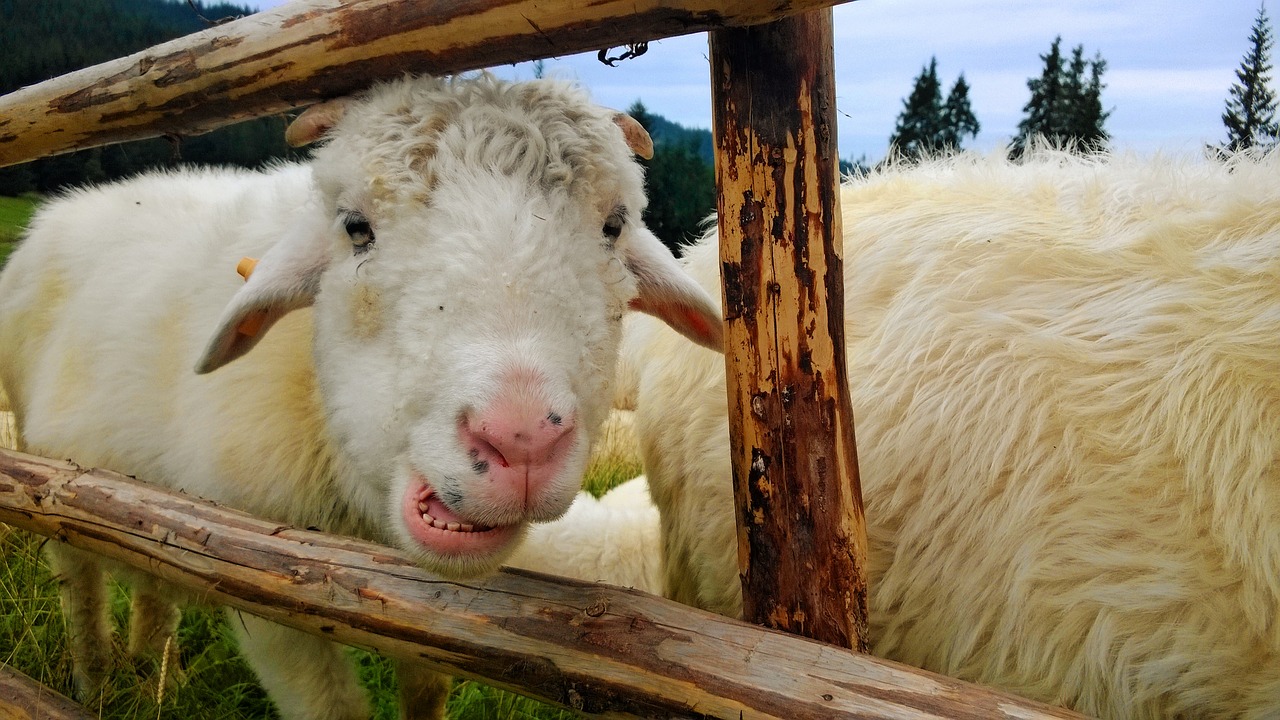 Avys, Rusinowa Rąstai, Tatry, Kalnai, Nemokamos Nuotraukos,  Nemokama Licenzija