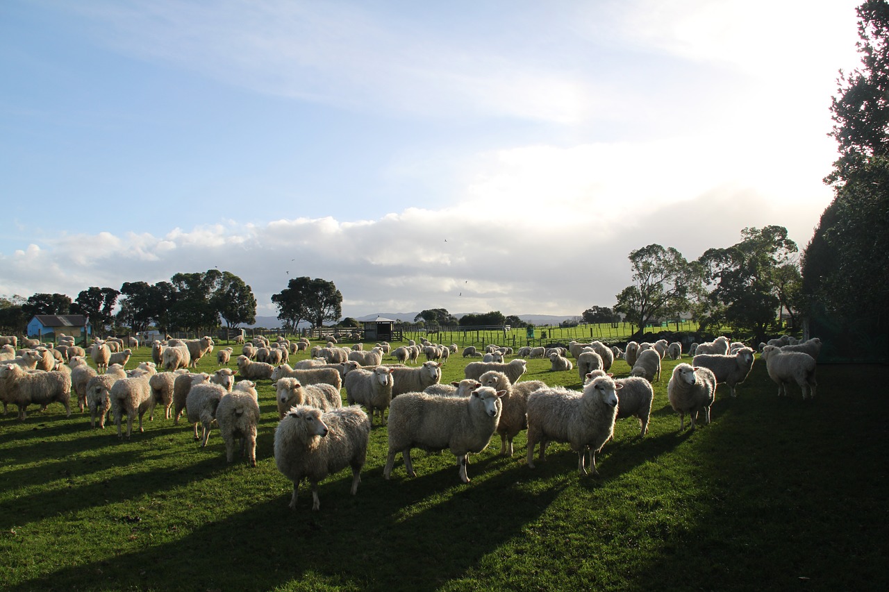 Avys, Ūkis, Paddock, Naujoji Zelandija, Nemokamos Nuotraukos,  Nemokama Licenzija