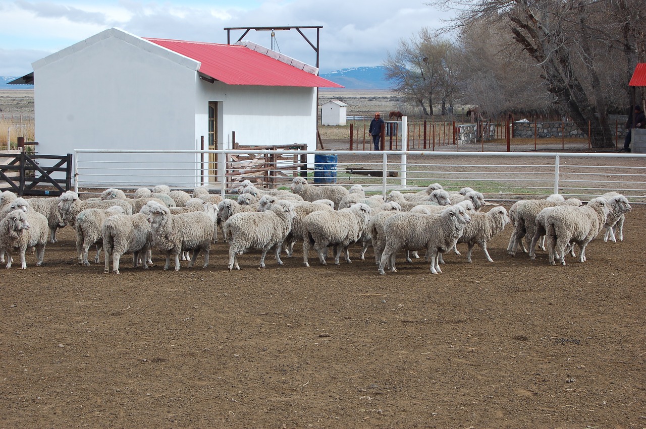 Avys, Laukas, Patagonia, Chubut, Vilnos, Nemokamos Nuotraukos,  Nemokama Licenzija