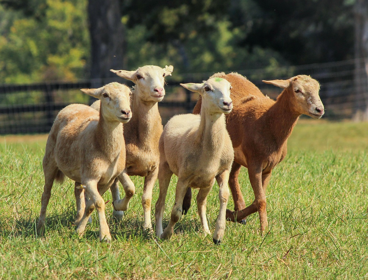 Avys, Pjaustytos Avys, Flock, Bėgimas, Gyvūnai, Veisimas, Grupė, Žinduoliai, Ūkio Gyvūnai, Ruda