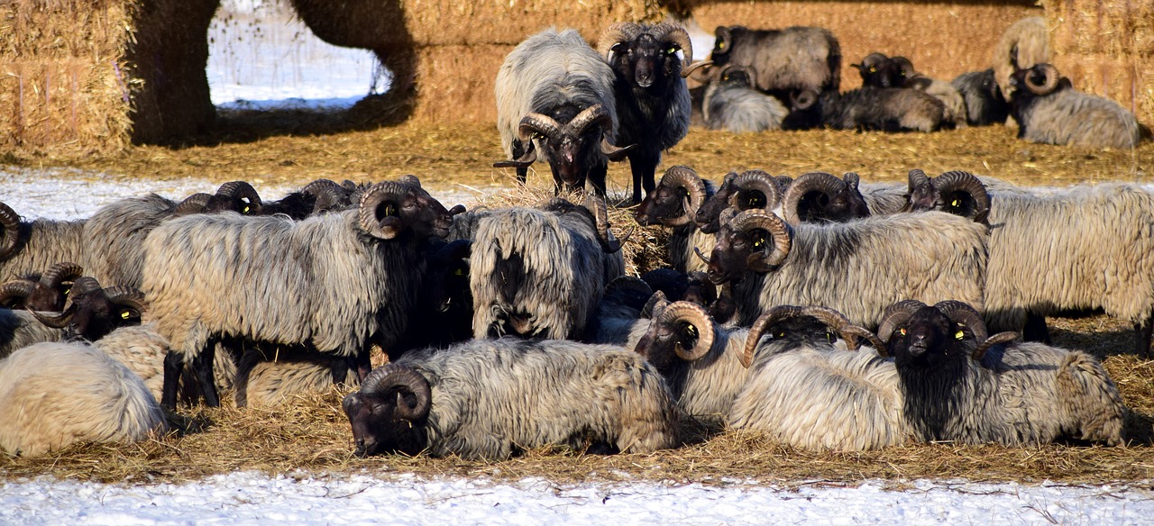 Avys, Avių Pulkas, Ganykla, Gyvūnai, Ragai, Žiema, Šienas, Šiaudai, Vilnos, Šiltas