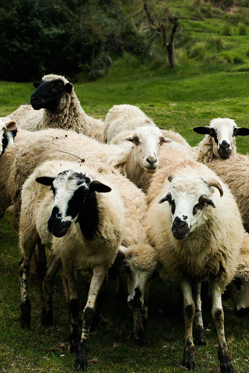 Avys, Flock, Gyvuliai, Gyvūnas, Ėriena, Vilnos, Gamta, Laukas, Ganykla, Pastorius