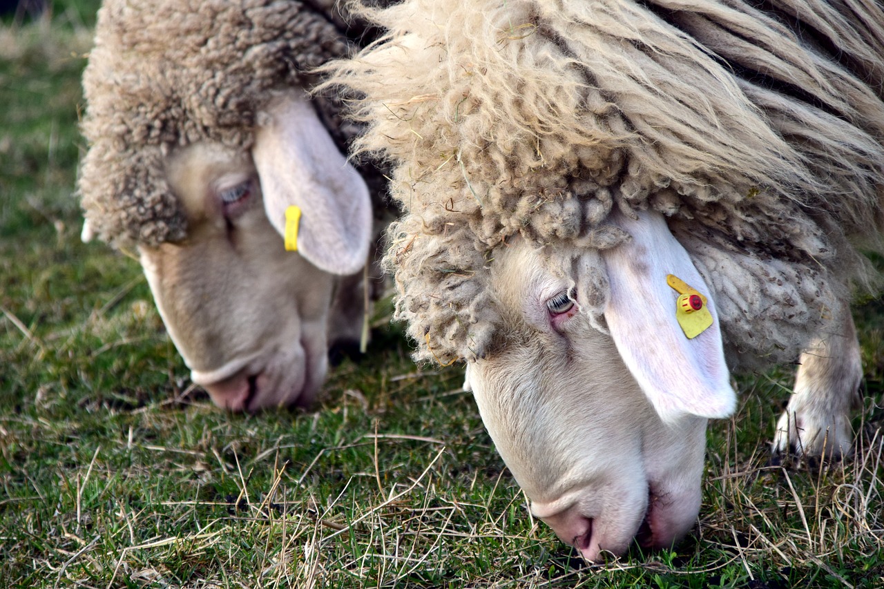 Avys, Valgyti, Galva, Ganykla, Avių Pulkas, Ganyti, Kartu, Draugai, Sinchroninis, Flock