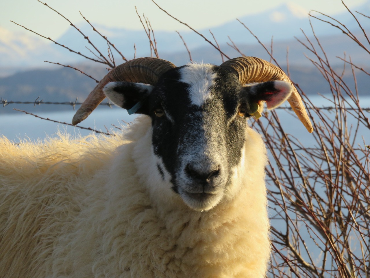 Avys, Škotija, Isle Of Skye, Ragas, Ram, Nemokamos Nuotraukos,  Nemokama Licenzija