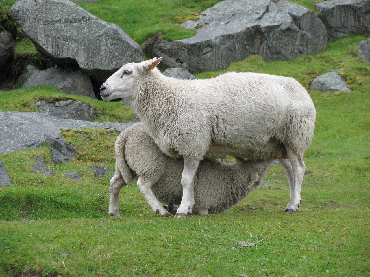 Avys, Gerti, Motina, Jaunas Gyvūnas, Gamta, Kaimas, Kraštovaizdis, Rokas, Nemokamos Nuotraukos,  Nemokama Licenzija