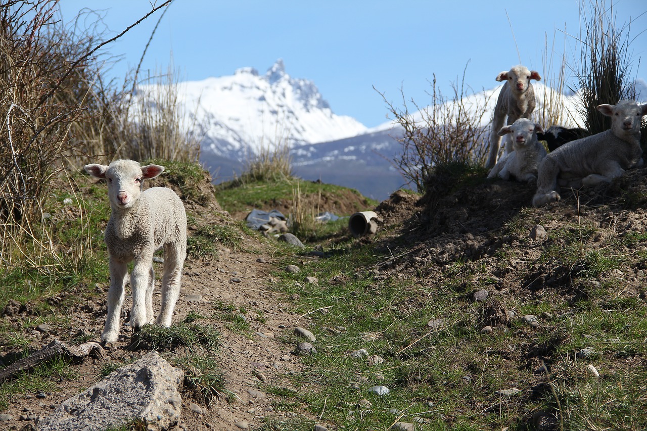 Avys, Ėriena, Patagonia, Nemokamos Nuotraukos,  Nemokama Licenzija