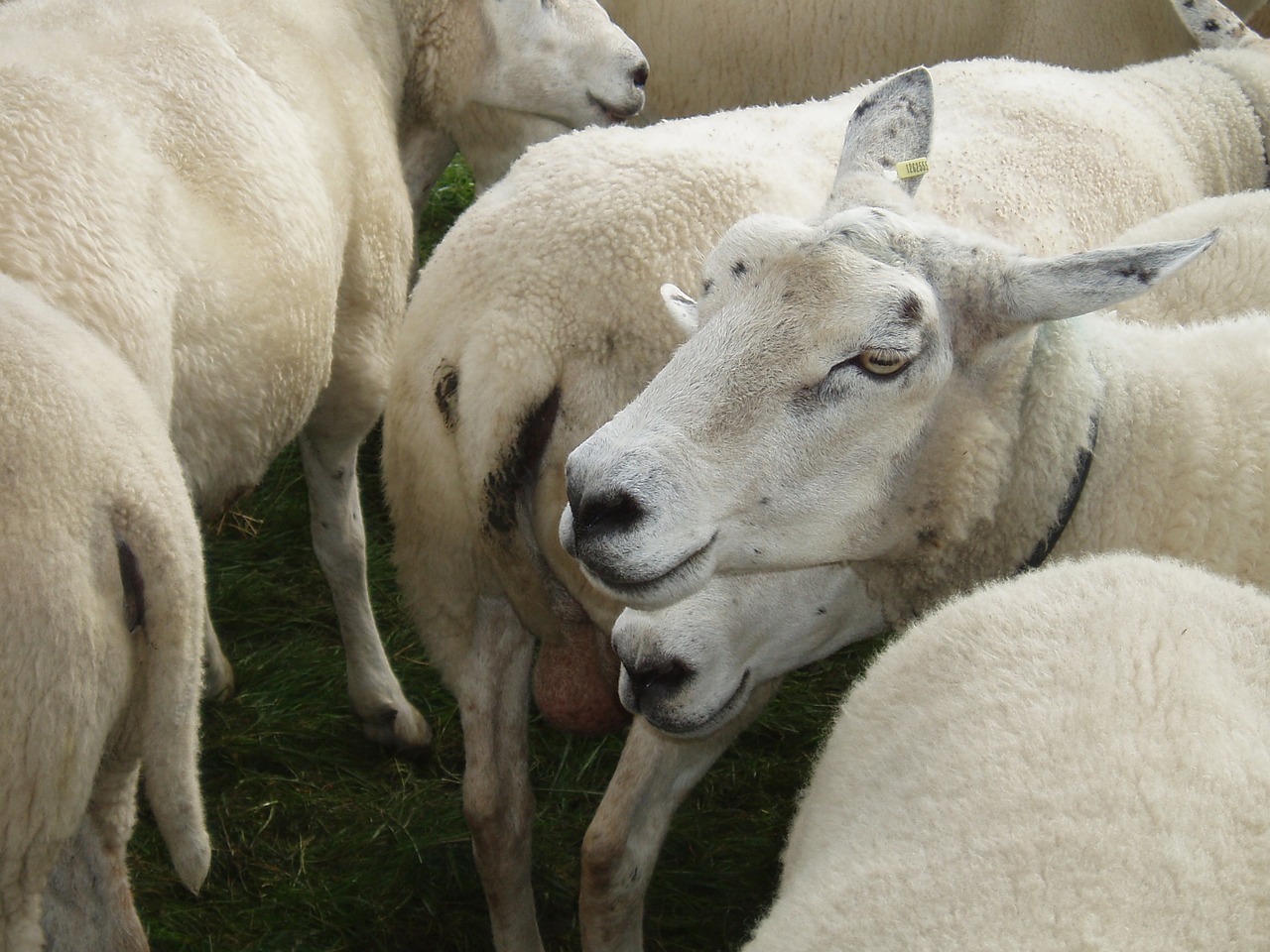 Avys, Flock, Gyvūnai, Avių Pulkas, Vilnos, Ganykla, Gamta, Schäfchen, Pieva, Nemokamos Nuotraukos