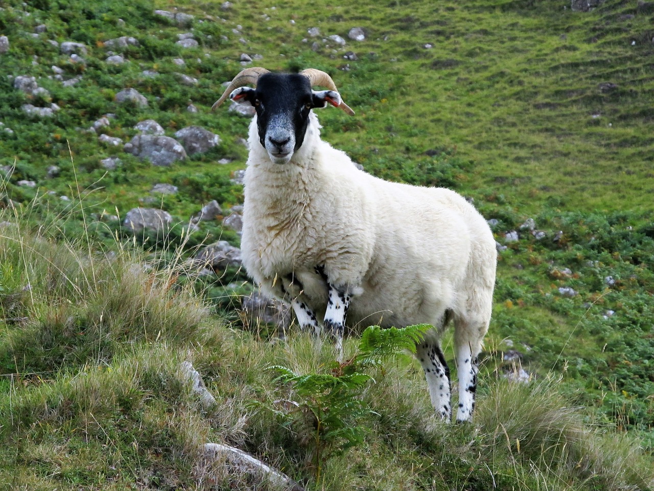 Avys, Aukštieji Avys, Ožka, Škotija, Aukštumų Ir Salų, Anglija, Highlands, Kalnai, Žalias, Vilnos