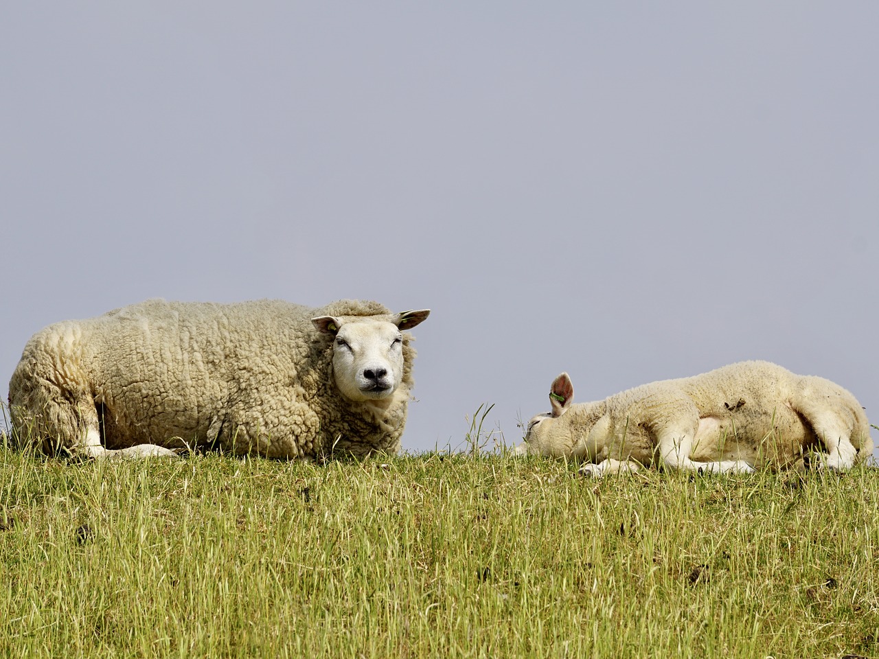 Avys, Ėriena, Motina-Vaikas, Schäfchen, Vilnos, Rūpestis, Žolė, Atsipalaiduoti, Poilsis, Dike