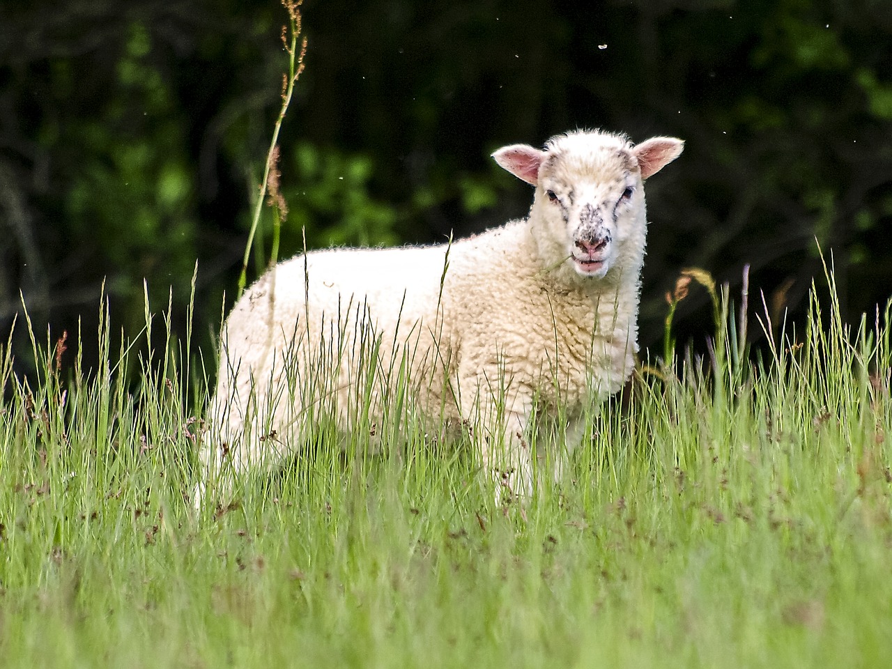 Avys, Gyvūnas, Žinduolis, Weidetier, Gamta, Nemokamos Nuotraukos,  Nemokama Licenzija