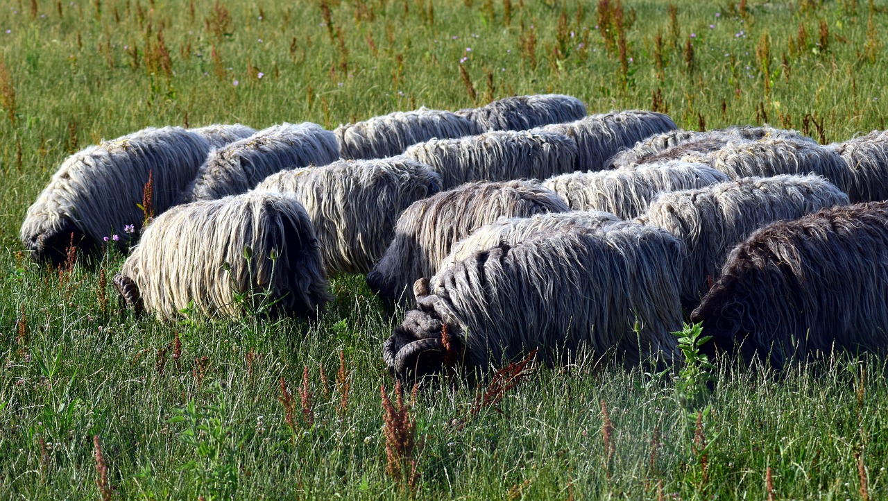 Avys, Avių Pulkas, Flock, Pieva, Ganykla, Gyvūnai, Vilnos, Žolė, Kraštovaizdis, Žemdirbystė