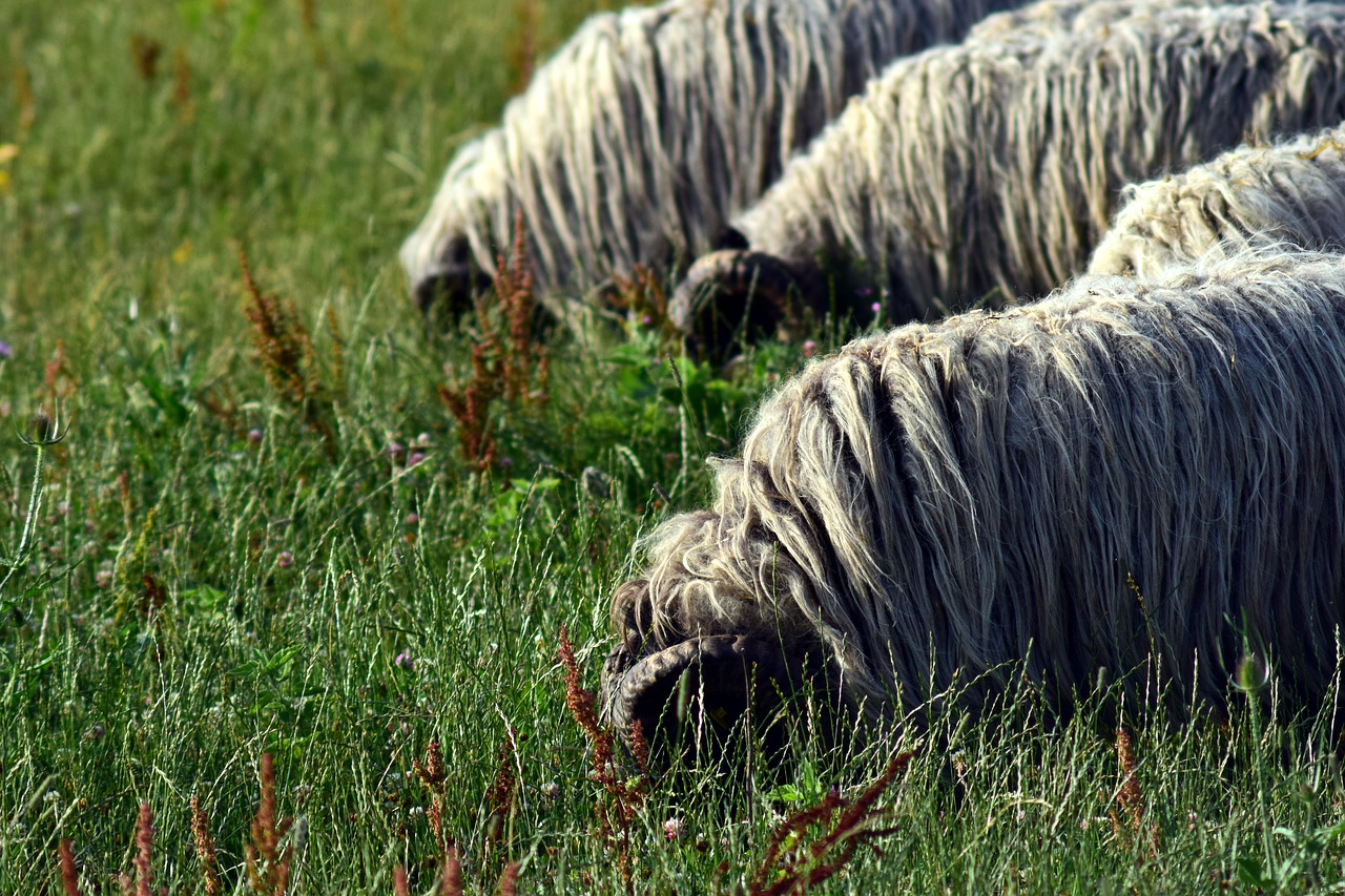 Avys, Avių Pulkas, Flock, Pieva, Ganykla, Gyvūnai, Vilnos, Žolė, Kraštovaizdis, Žemdirbystė