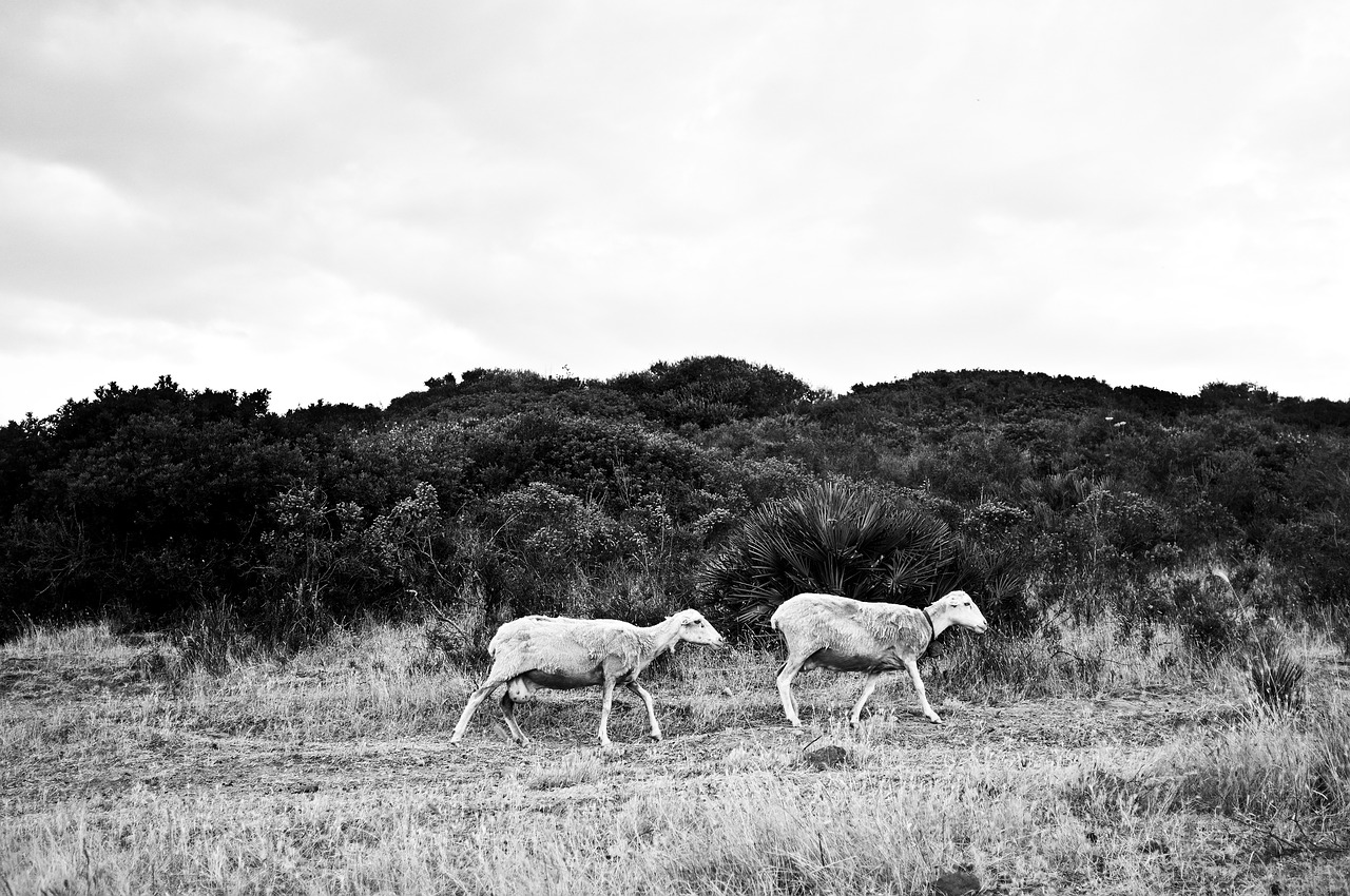 Avys, Sardinija, Kampanija, Ėriena, Flock, Nemokamos Nuotraukos,  Nemokama Licenzija