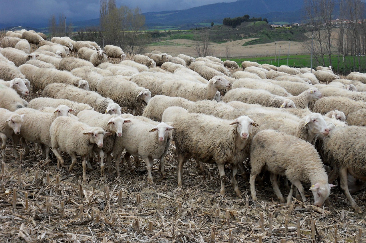 Avys, Avių Pulkas, Gyvūnai, Ispanija, Nemokamos Nuotraukos,  Nemokama Licenzija
