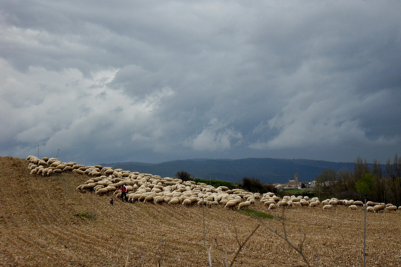 Avys, Avių Pulkas, Ispanija, Nemokamos Nuotraukos,  Nemokama Licenzija