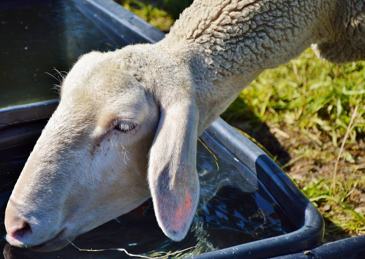 Avys, Schäfchen, Gyvuliai, Gerti, Laistymo Anga, Avių Pulkas, Vilnos, Ganykla, Ėriena, Flock