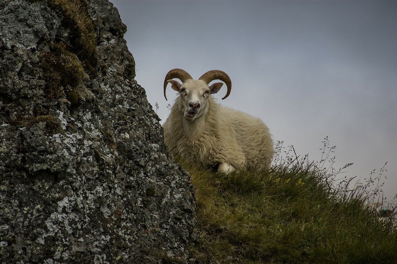 Avys, Iceland, Bock, Gamta, Gyvūnas, Nemokamos Nuotraukos,  Nemokama Licenzija