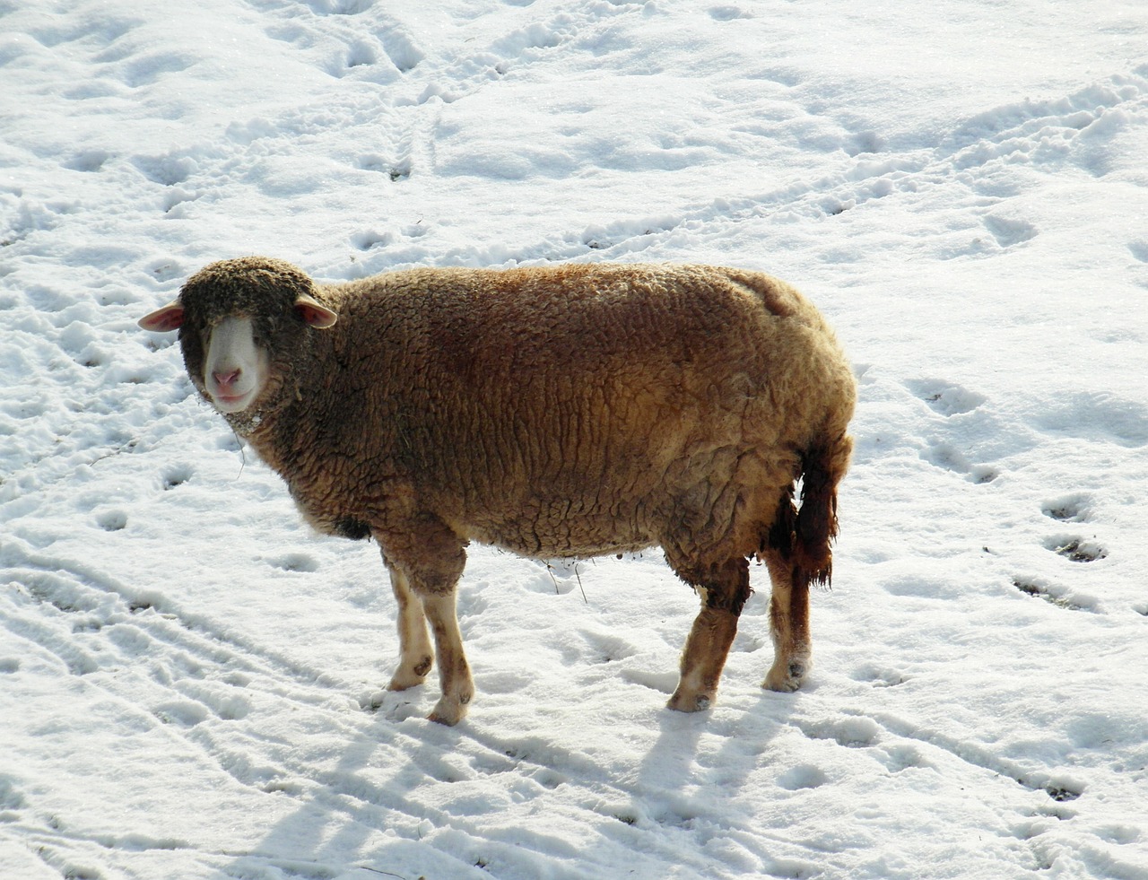 Avys, Žiema, Sniegas, Vilnos, Nemokamos Nuotraukos,  Nemokama Licenzija