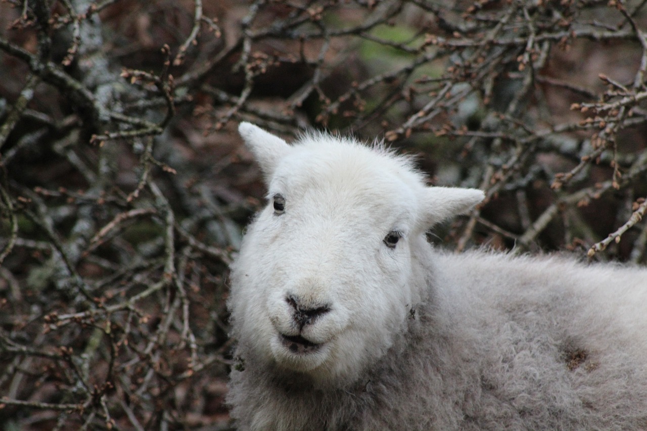 Avys, Herdwick, Gyvūnas, Gamta, Ėriena, Kambrija, Veislė, Vilnos, Uk, Nemokamos Nuotraukos