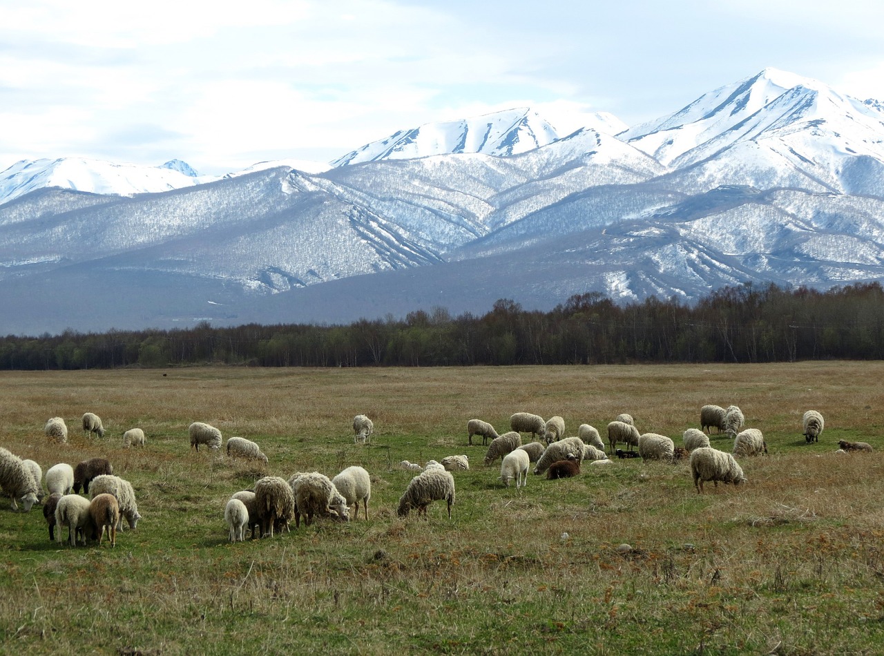 Avys, Flock, Ganykla, Pieva, Kalnai, Sniegas, Sniegas, Gyvoji Gamta, Gyvūnai, Kraštovaizdis