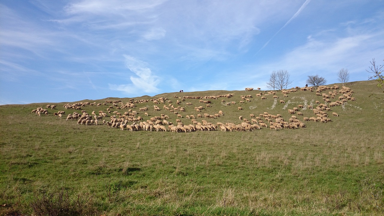 Avys, Avių Pulkas, Flock, Pieva, Ganykla, Schäfchen, Schäfer, Žolė, Kraštovaizdis, Gamta