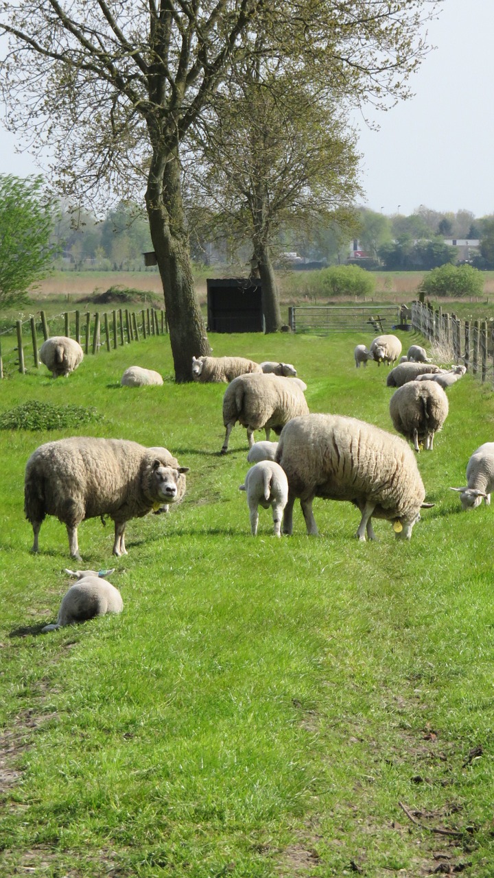 Avys, Gamta, Ūkis, Kaimas, Brabantas, Gyvūnai, Nemokamos Nuotraukos,  Nemokama Licenzija